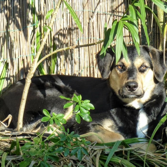 Image pour l'annonce Oly, jeune chienne croisée créole non LOF à adopter