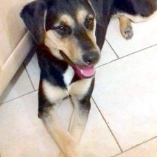 Image pour l'annonce Oly, jeune chienne croisée créole non LOF à adopter