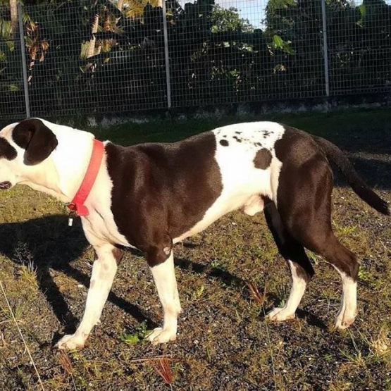 Image pour l'annonce Sambo, beau chien mâle croisé cane corso à adopter