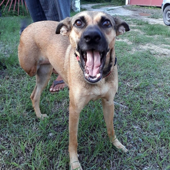 Image pour l'annonce BAYA, chienne croisée créole tripatte à adopter