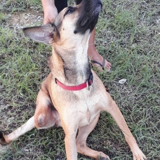 Image pour l'annonce BAYA, chienne croisée créole tripatte à adopter