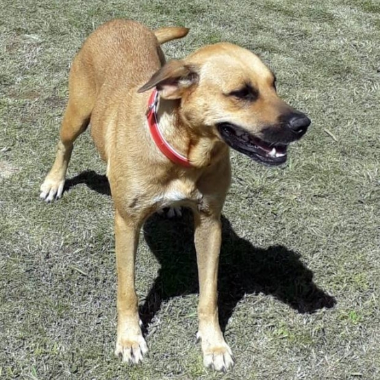 Image pour l'annonce KUMA, jeune chienne croisée créole  à adopter