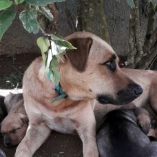 Image pour l'annonce KUMA, jeune chienne croisée créole  à adopter