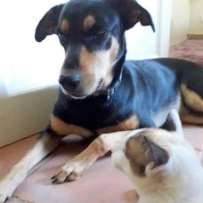 Image pour l'annonce Kim, chienne croisée créole   à adopter