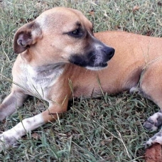 Image pour l'annonce Heol, petit chien mâle adulte croisé pinscher  à adopter