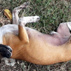 Image pour l'annonce Heol, petit chien mâle adulte croisé pinscher  à adopter