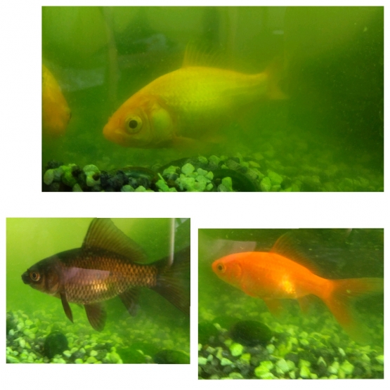 Image pour l'annonce 3 poissons rouges, de la nourriture, un conditionneur d'eau et un siphon