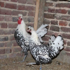 Image pour l'annonce Oeufs de poule Appenzelloises Fécondés à couver