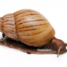 Image pour l'annonce Vends Escargots