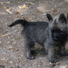 Image pour l'annonce Chiot Cairn Terrier
