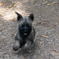 Image pour l'annonce Chiot Cairn Terrier