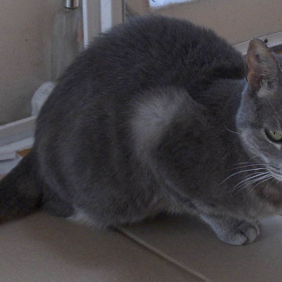 Image pour l'annonce Adorable petite chatte à 3 pattes à adopter sur Marseille