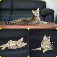 Image pour l'annonce chaton Bengal  LOOF à vendre
