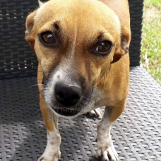 Image pour l'annonce Heol, petit chien mâle adulte croisé pinscher à adopter