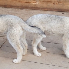 Image pour l'annonce vend magnifiques chiots husky de sibérie