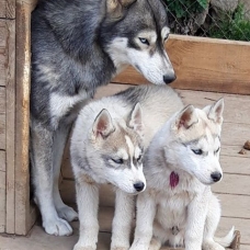 Image pour l'annonce vend magnifiques chiots husky de sibérie