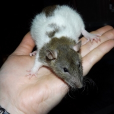 Image pour l'annonce Jeunes rats /ratons mâles aux poils rex /double-rex /lisse
