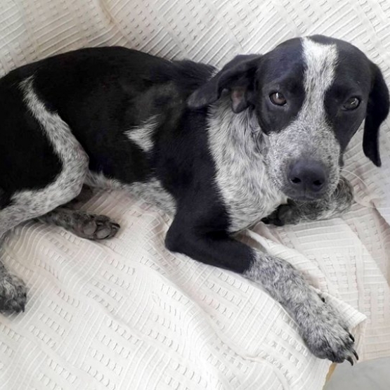 Image pour l'annonce Lenny, chien mâle junior croisé créole à adopter