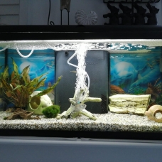 Image pour l'annonce Donne aquarium 80 L avec poissons  tropicaux et accessoires