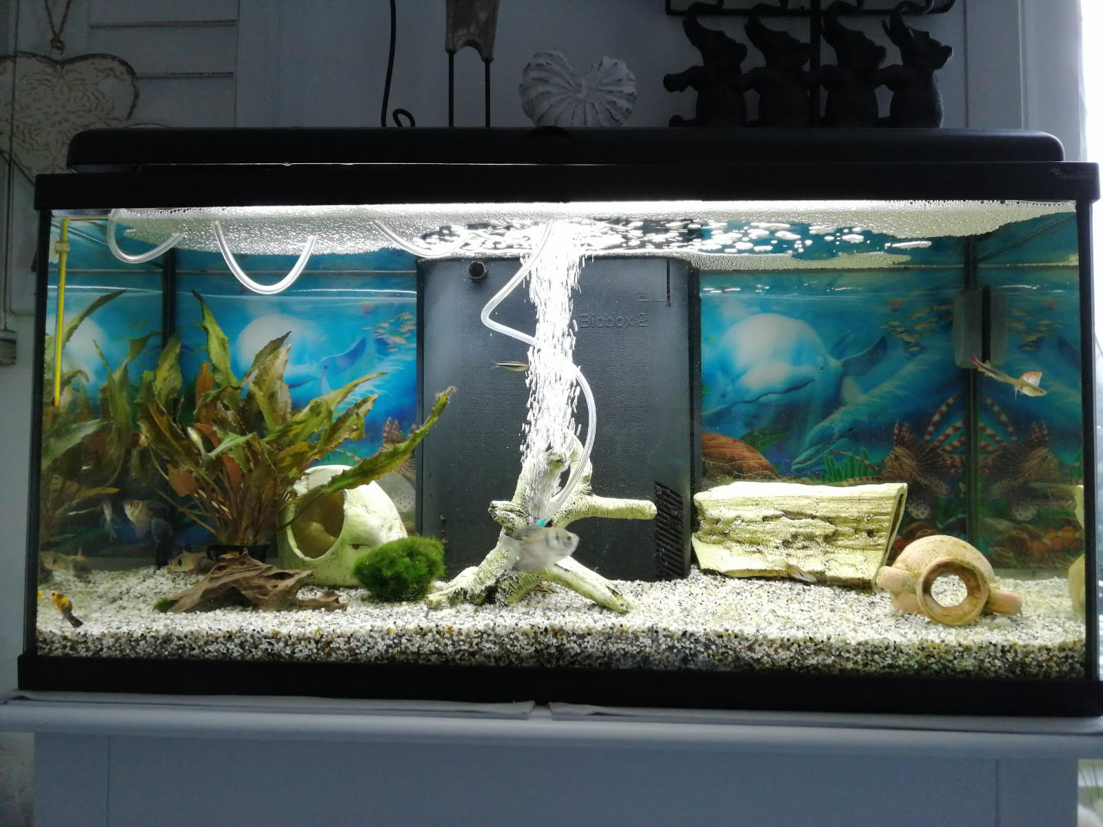 Combien De Poisson Dans Un Aquarium De 80l