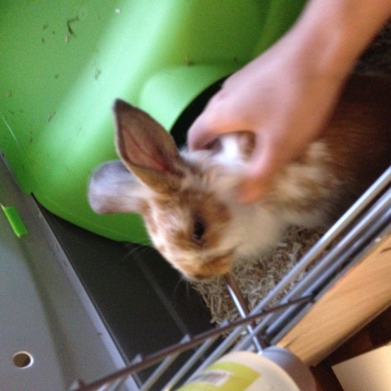 Image pour l'annonce Lilou, adorable lapin