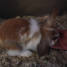 Image pour l'annonce Lilou, adorable lapin