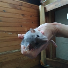 Image pour l'annonce Vends rats mâles