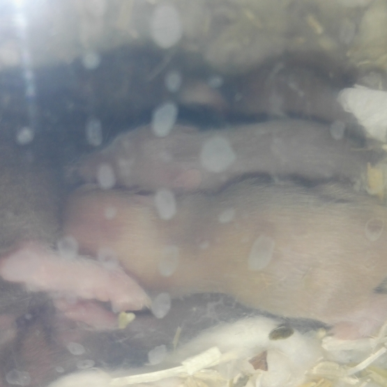 Image pour l'annonce bébés hamster syrien
