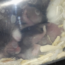 Image pour l'annonce bébés hamster syrien