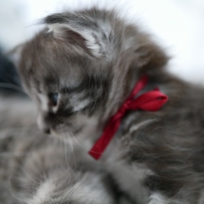 Image pour l'annonce Vends Adorables chatons Maine Coon (LOOF)