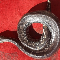 Image pour l'annonce boa, python, orthrio