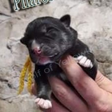 Image pour l'annonce magnifiques chiots husky sibérien