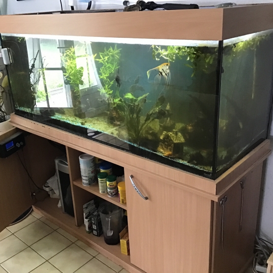 Image pour l'annonce Donne aquarium 500 l + poissons