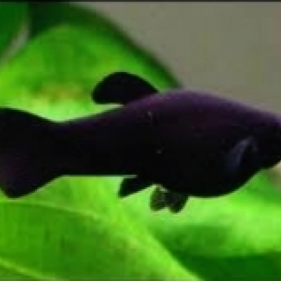 Image pour l'annonce Donne 11 poissons Molly noir