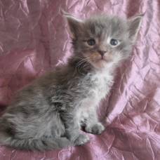 Image pour l'annonce Superbes chatons maine coon Loof