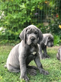 Chiots Dogue Allemand Bleu Lof Lot Et Garonne 47 Sur Animoz Net