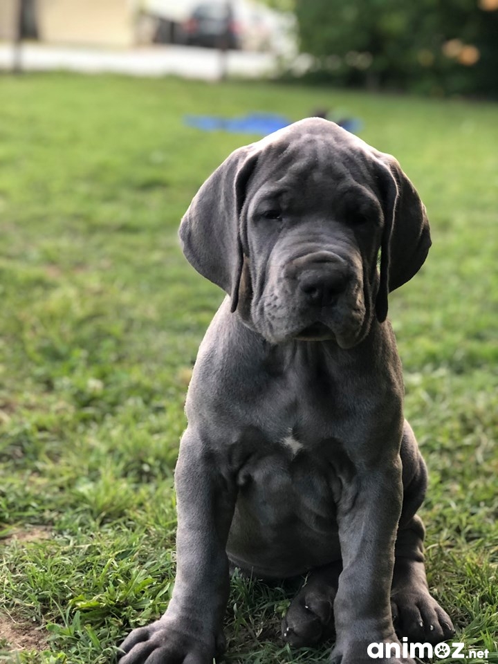 Chiots Dogue Allemand Bleu Lof Lot Et Garonne 47 Sur Animoz Net