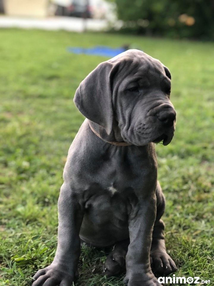 Chiots Dogue Allemand Bleu Lof Lot Et Garonne 47 Sur Animoz Net