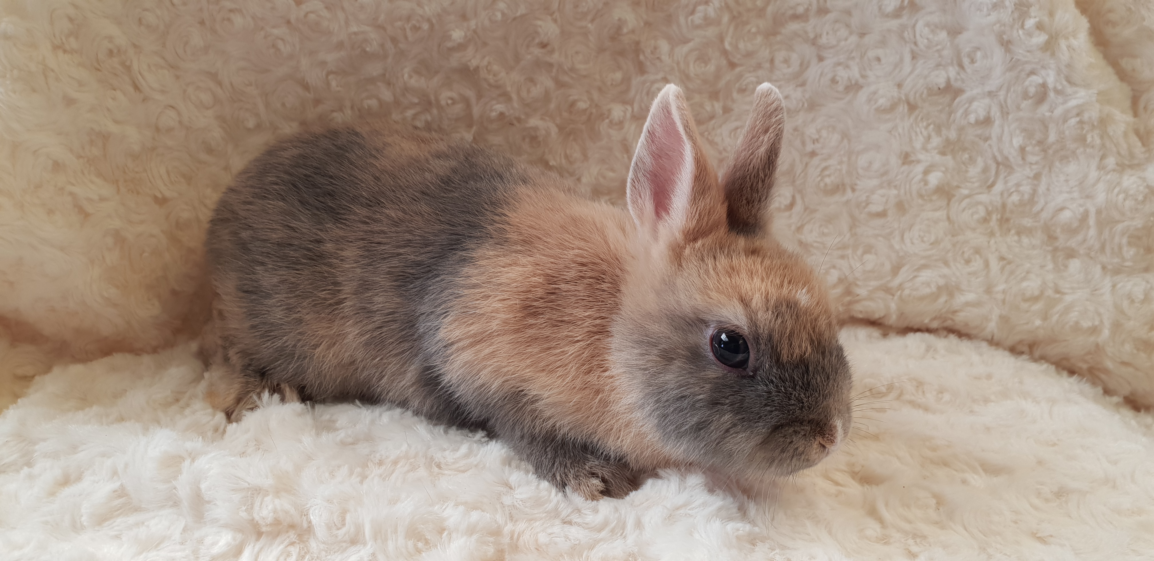 Comment On Dit Lapin En Anglais