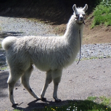 Image pour l'annonce Vends jeune lama mâle éduqué