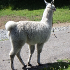 Image pour l'annonce Vends jeune lama mâle éduqué
