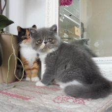 Image pour l'annonce vends une portée de chatons exotic & persan