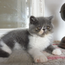 Image pour l'annonce vends une portée de chatons exotic & persan