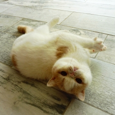 Image pour l'annonce a vendre chat male exotic shorthair creme et blanc arlequin