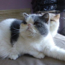 Image pour l'annonce vend chat male exotic shorthair arlequin bleu et blanc loof