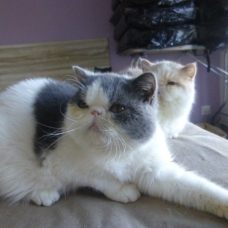 Image pour l'annonce vend chat male exotic shorthair arlequin bleu et blanc loof