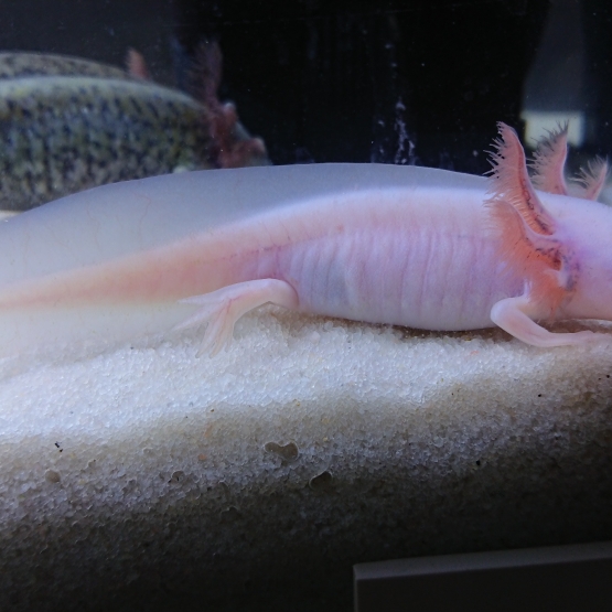 Image pour l'annonce axolotl leucistique juvénile