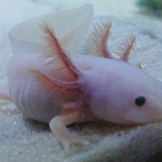 Image pour l'annonce axolotl leucistique juvénile