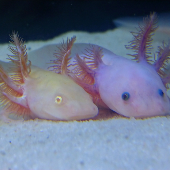 Image pour l'annonce Axolotl gold juvénile