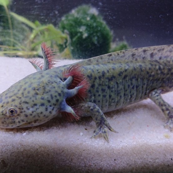 Image pour l'annonce axolotl juvénile couleur sauvage bleu vert